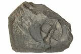 Cnemidopyge Nuda Trilobite - Builth Wells, Powys, Wales #196663-1